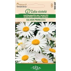 Голяма Маргаритка Сребърна принцеса Leucanthemum maximum