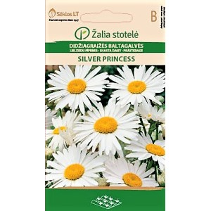 Голяма Маргаритка Сребърна принцеса / Leucanthemum maximum