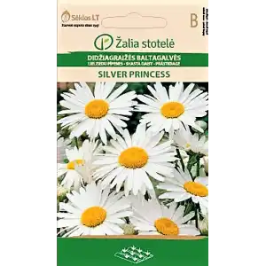 Голяма Маргаритка Сребърна принцеса / Leucanthemum maximum