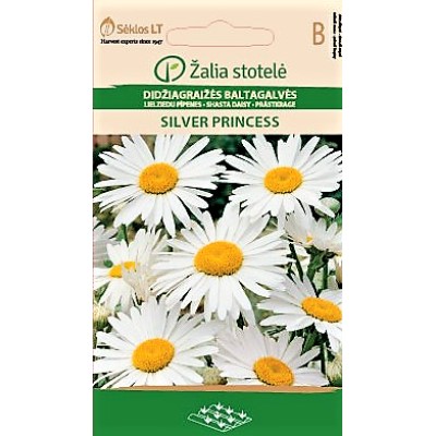 Голяма Маргаритка Сребърна принцеса / Leucanthemum maximum