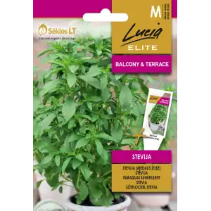Стевия / Stevia rebaudiana
