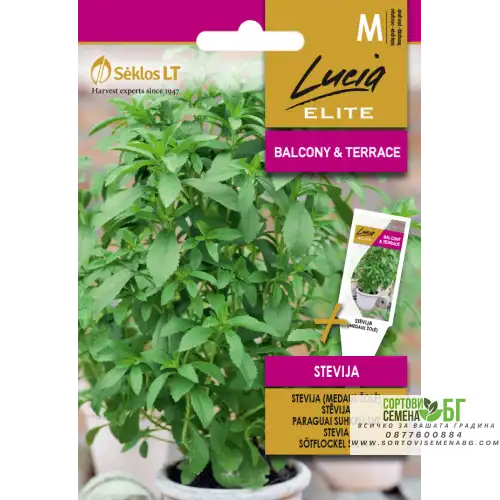 Стевия / Stevia rebaudiana