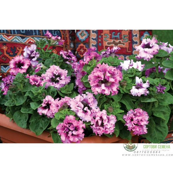 Петуния Едроцветна Триумфът Petunia grandiflora Cernys Triumph