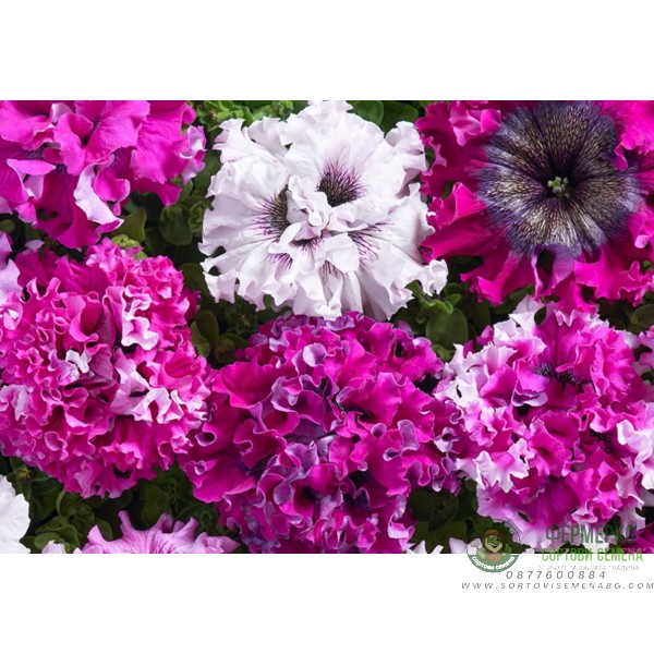 Петуния Едроцветна Триумфът Petunia grandiflora Cernys Triumph