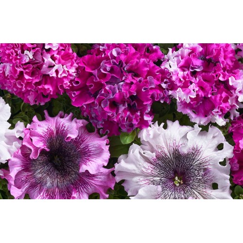 Петуния Едроцветна Триумфът /  Petunia grandiflora Cernys Triumph