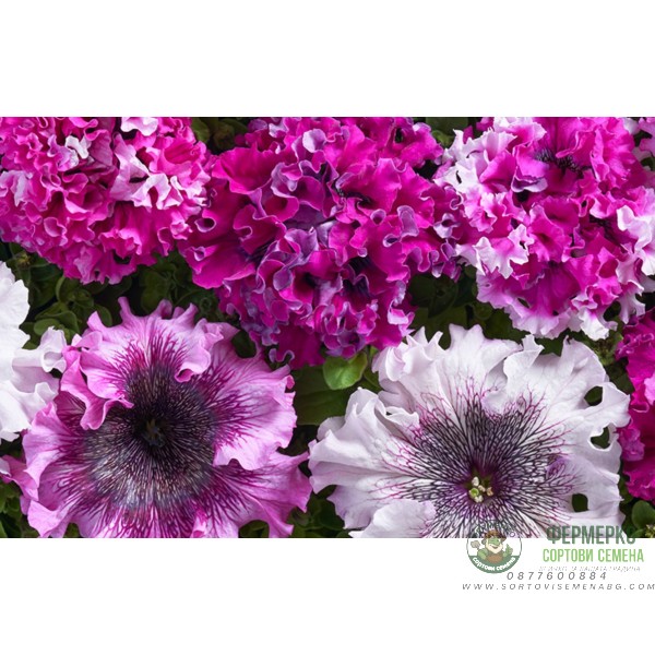 Петуния Едроцветна Триумфът Petunia grandiflora Cernys Triumph