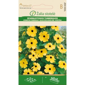 Тунбергия Чернооката Сюзън / Thunbergia alata Bojer ex Sims Black eyed Susan