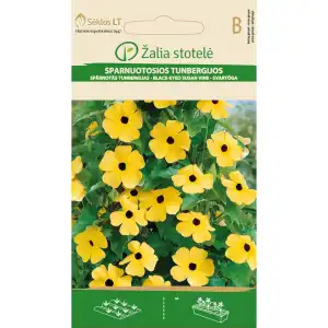 Тунбергия Чернооката Сюзън / Thunbergia alata Bojer ex Sims Black eyed Susan