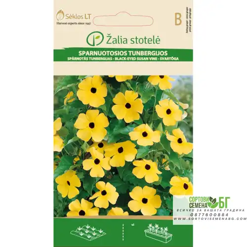 Тунбергия Чернооката Сюзън / Thunbergia alata Bojer ex Sims Black eyed Susan Тунбергия Чернооката Сюзън / Thunbergia alata Bojer ex Sims Black eyed Susan
