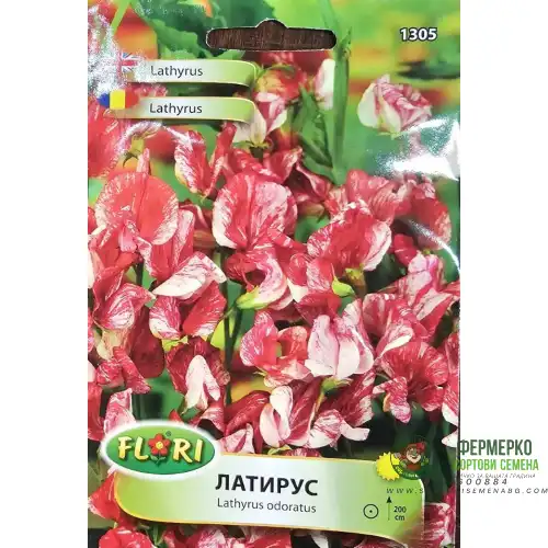 Латирус Американа / Lathyrus odoratus