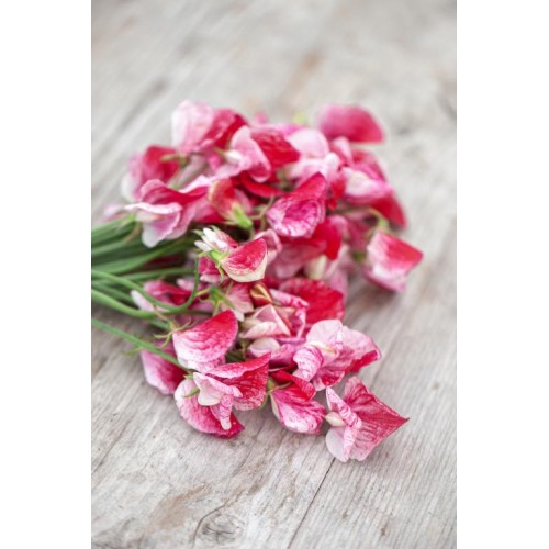 Латирус Американа / Lathyrus odoratus