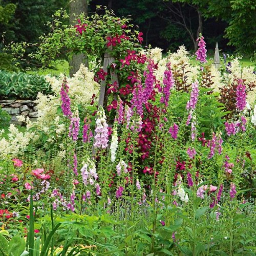 Дигиталис (Напръстник) Микс / Digitalis purpurea