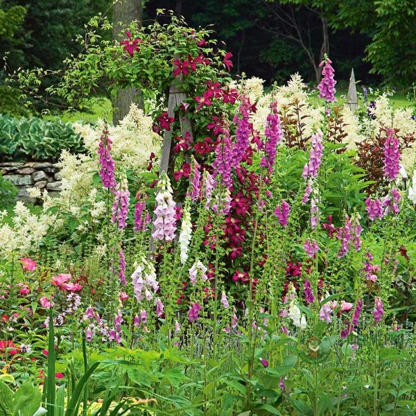 Дигиталис (Напръстник) Микс Digitalis purpurea