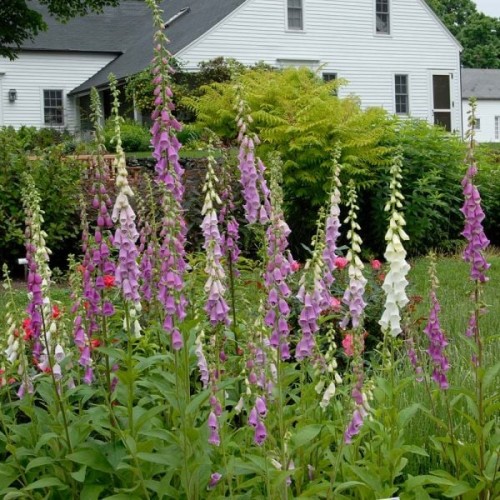 Дигиталис (Напръстник) Микс / Digitalis purpurea