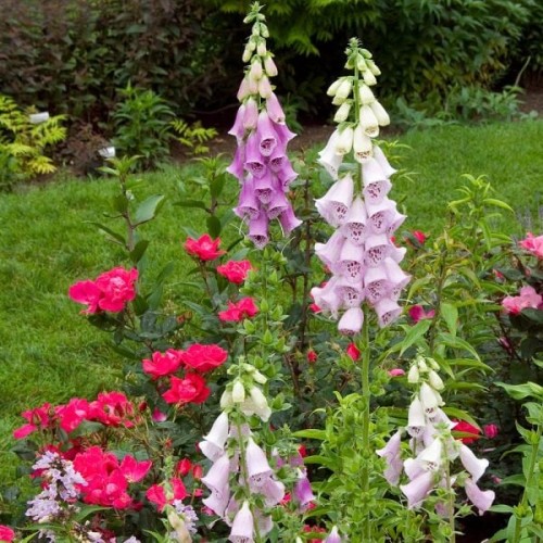 Дигиталис (Напръстник) Микс / Digitalis purpurea