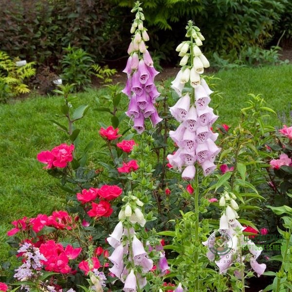 Дигиталис (Напръстник) Микс Digitalis purpurea