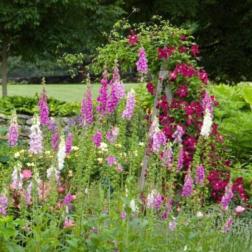 Дигиталис (Напръстник) Микс / Digitalis purpurea