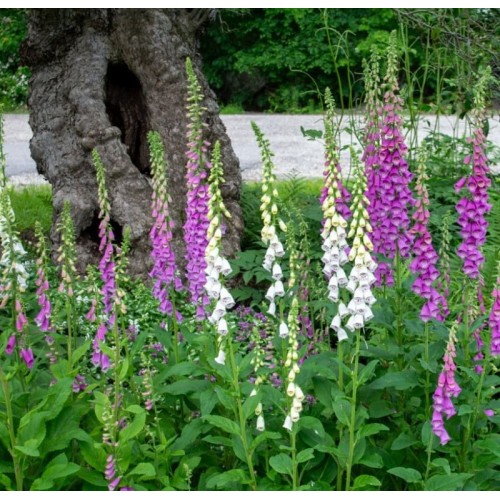 Дигиталис (Напръстник) Микс / Digitalis purpurea