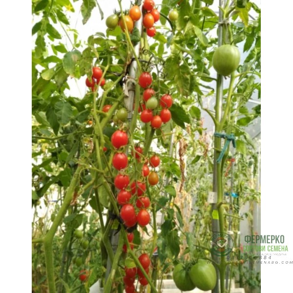 Домати чери Суит Милион F1