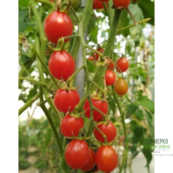 Домати чери Суит Милион F1