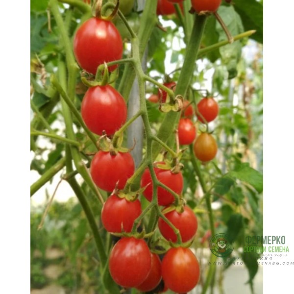 Домати чери Суит Милион F1