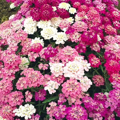 Иберис микс / Iberis umbellata