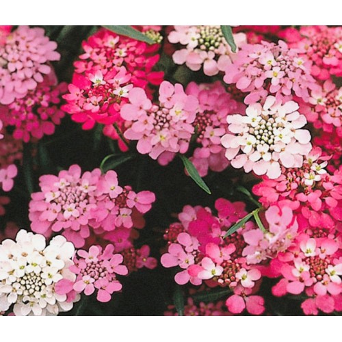 Иберис микс / Iberis umbellata