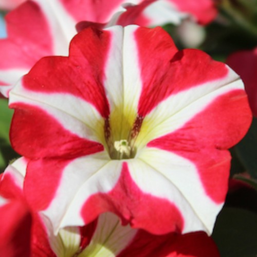 Петуния Червена звезда / Petunia x hybrida