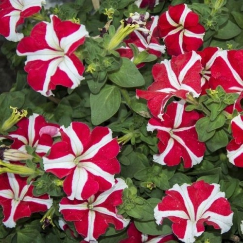 Петуния Червена звезда / Petunia x hybrida