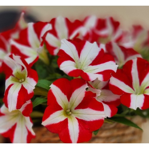 Петуния Червена звезда / Petunia x hybrida