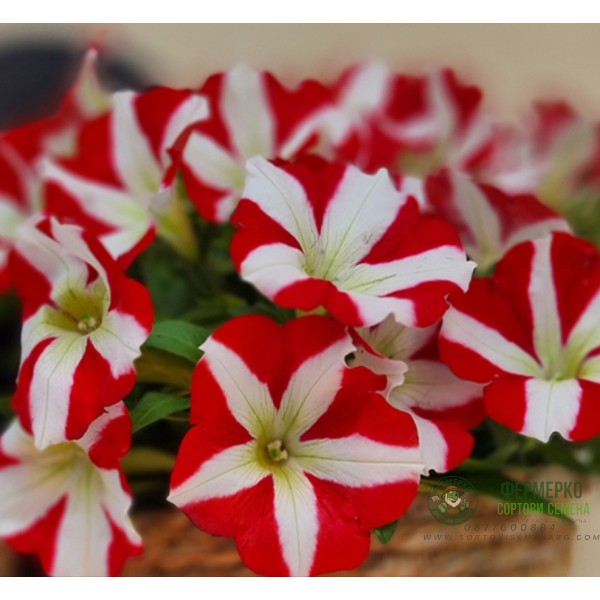 Петуния Червена звезда Petunia x hybrida