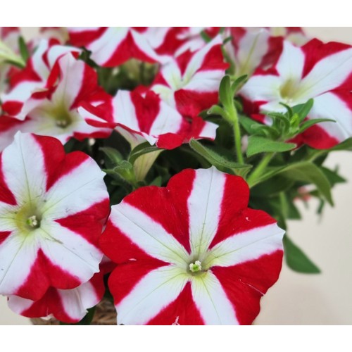 Петуния Червена звезда / Petunia x hybrida