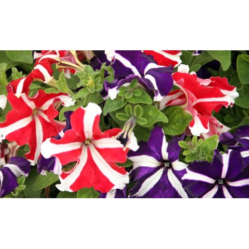 Петуния Звезда микс / Petunia x hybrida