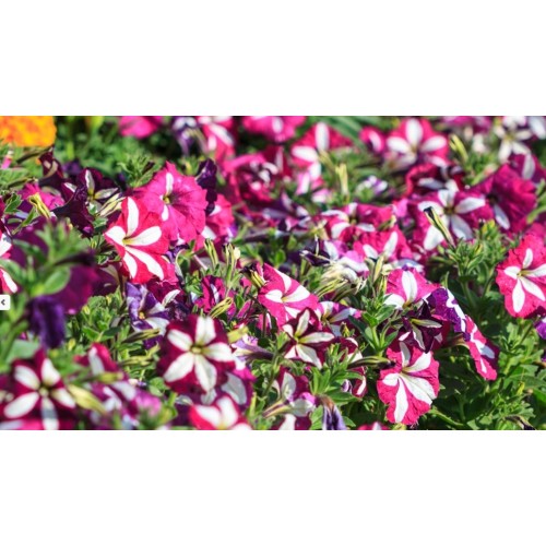 Петуния Звезда микс / Petunia x hybrida