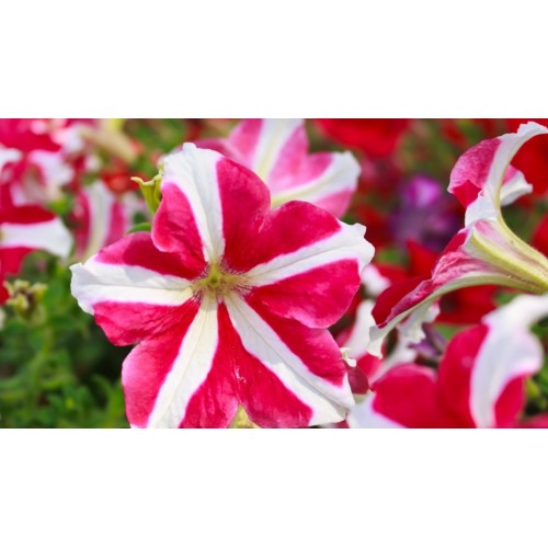 Петуния Звезда микс / Petunia x hybrida