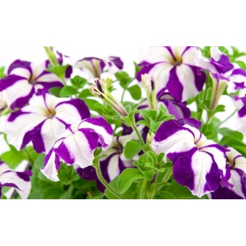 Петуния Звезда микс / Petunia x hybrida