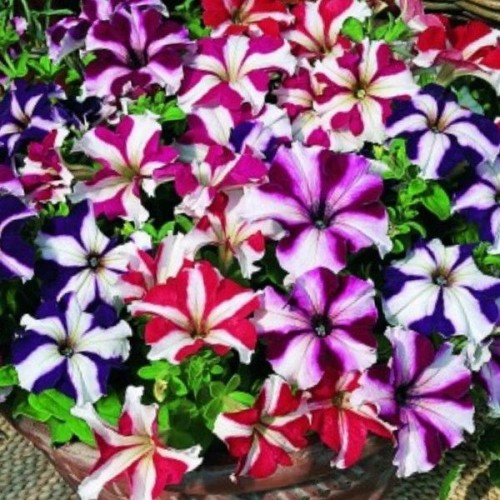 Петуния Звезда микс / Petunia x hybrida