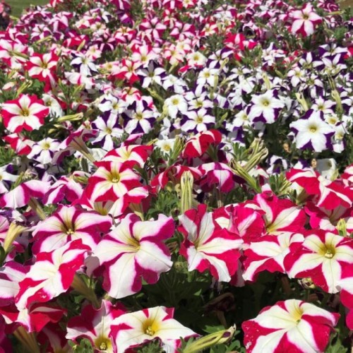 Петуния Звезда микс / Petunia x hybrida