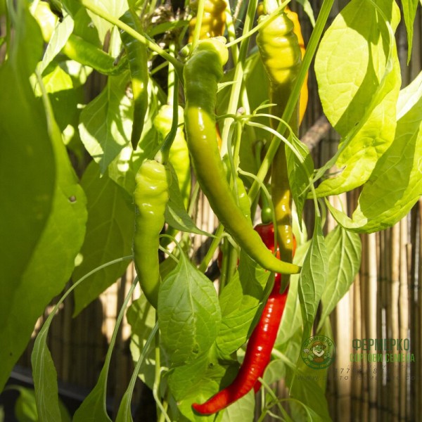 Пипер Цигарете Бергамо