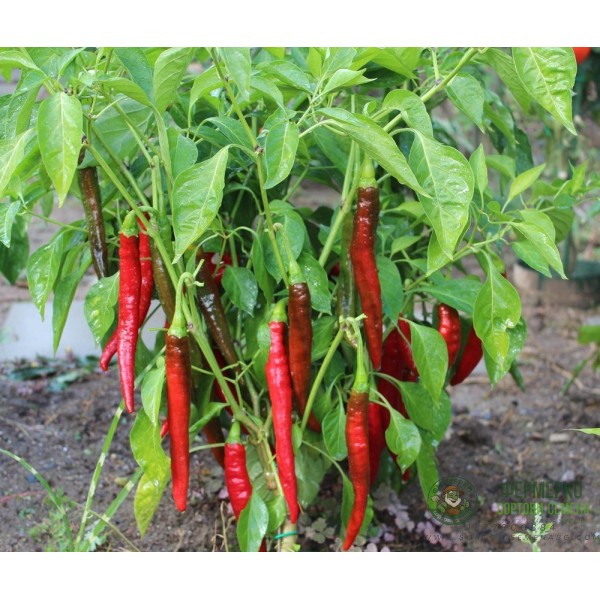 Пипер Цигарете Бергамо