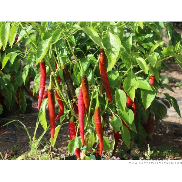 Пипер Цигарете Бергамо