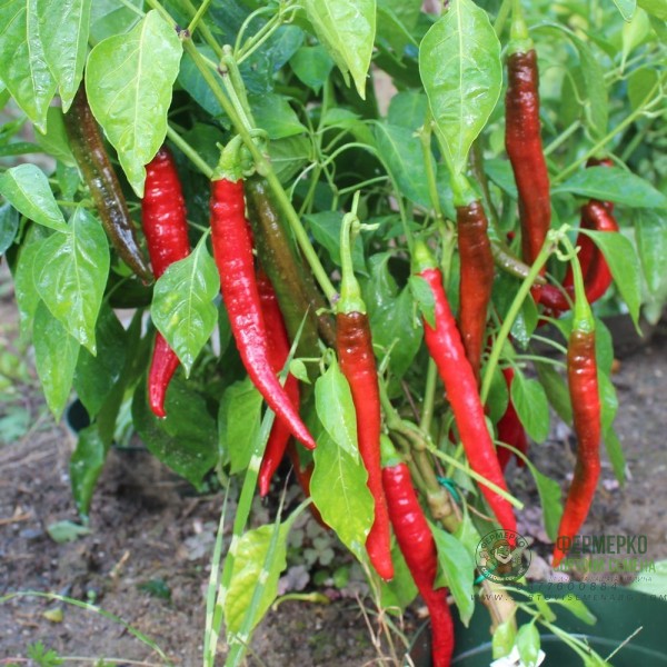 Пипер Цигарете Бергамо