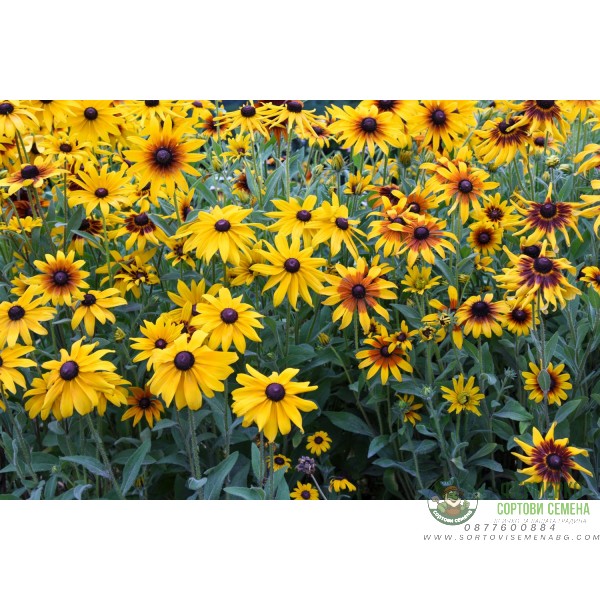 Рудбекия Rudbeckia hirta