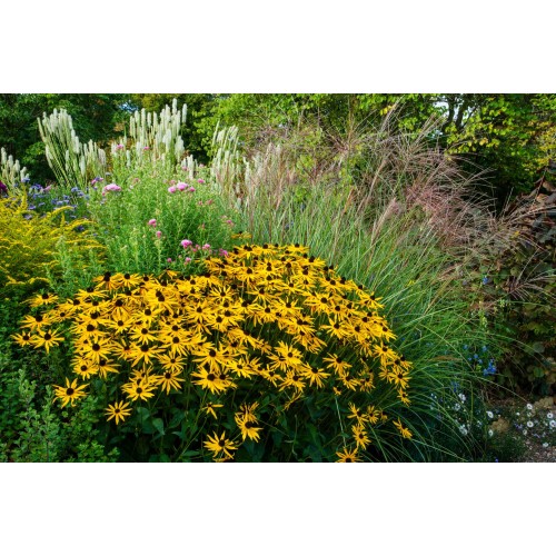 Рудбекия / Rudbeckia hirta