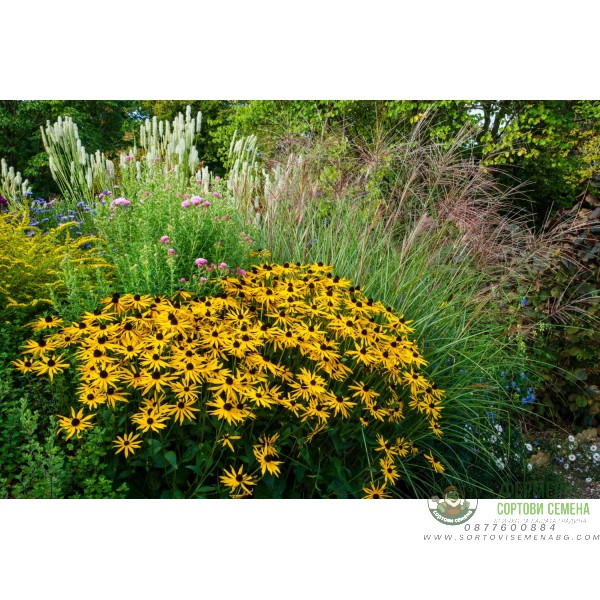 Рудбекия Rudbeckia hirta