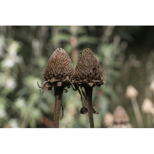 Рудбекия / Rudbeckia hirta