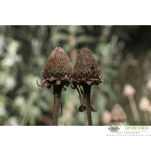 Рудбекия Rudbeckia hirta