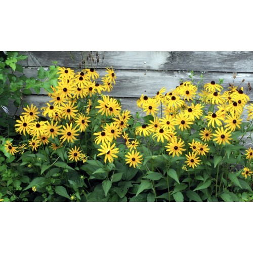 Рудбекия / Rudbeckia hirta