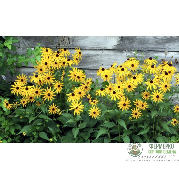Рудбекия Rudbeckia hirta
