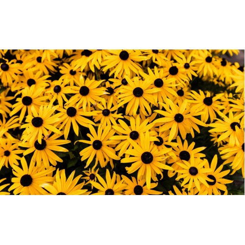 Рудбекия / Rudbeckia hirta